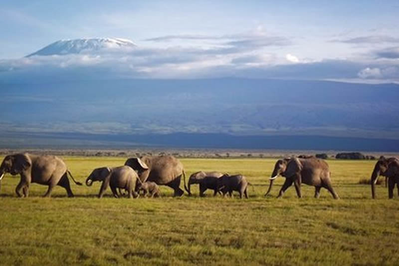 Amboseli Kenya Safari