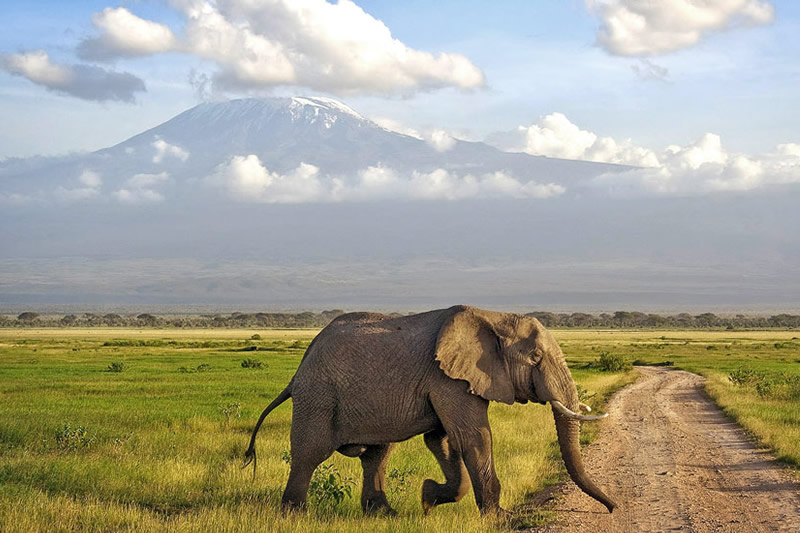 Kenya Safari