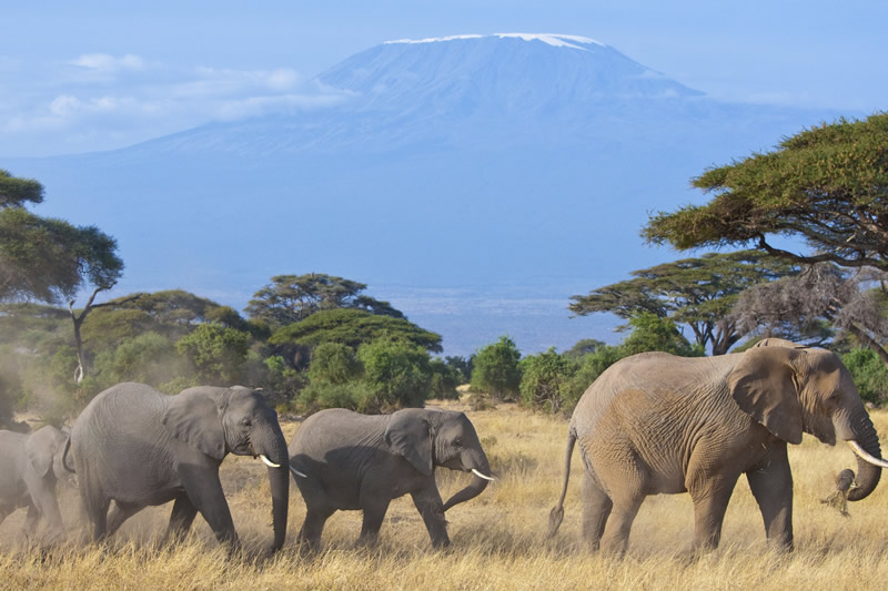 Kenya Safaris