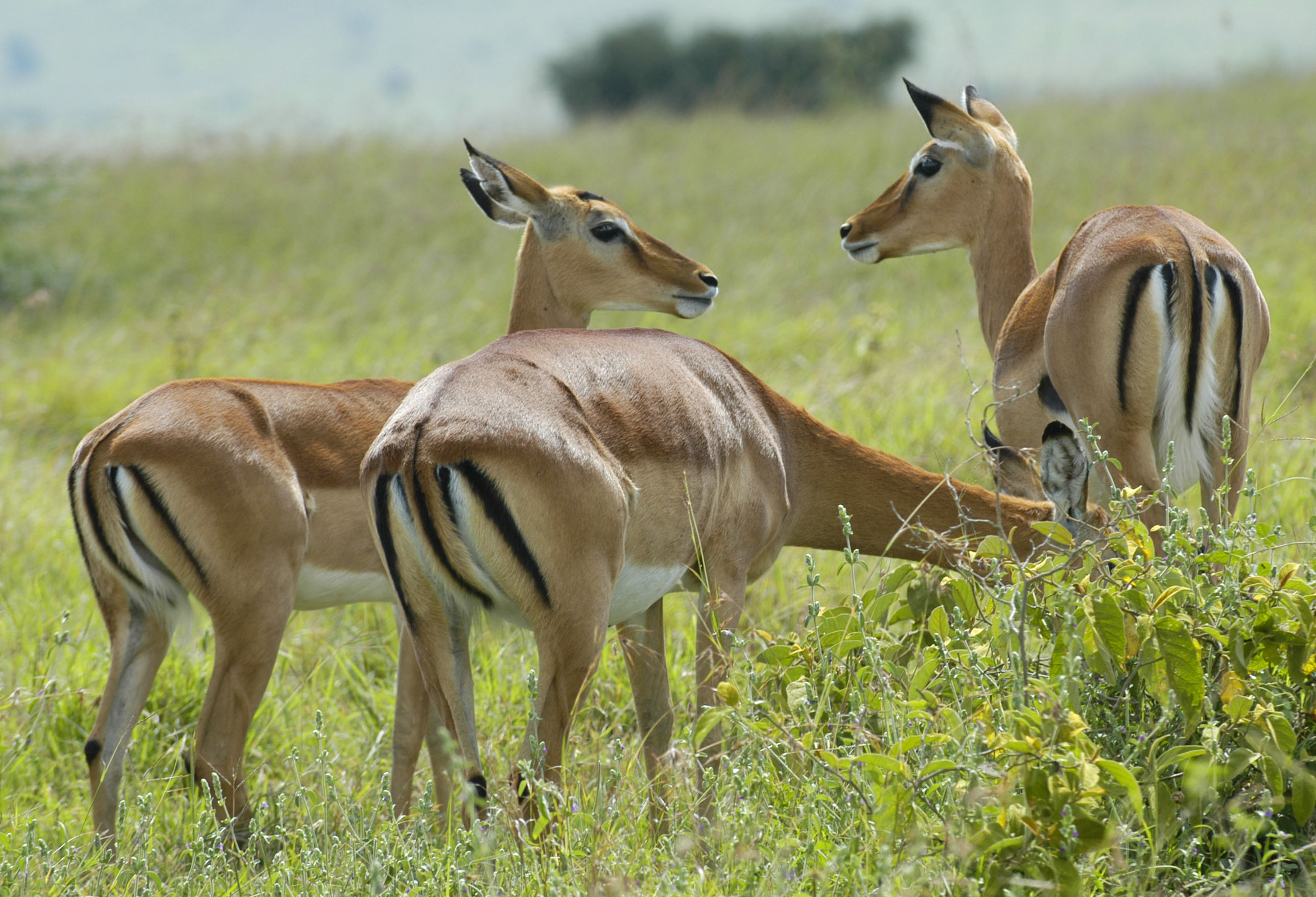  Kenya Safari