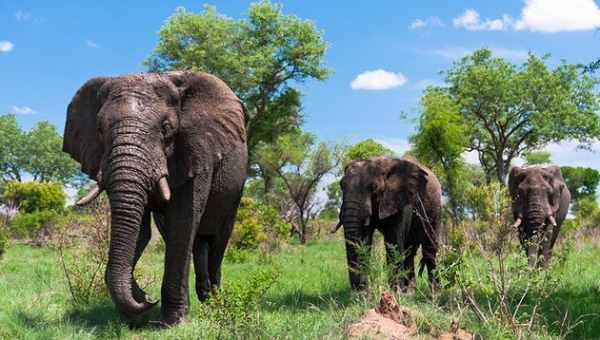 South Africa Safari