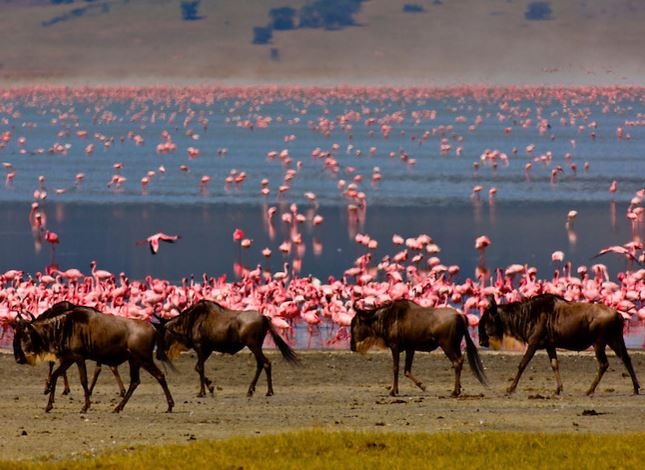 Tanzania Safari