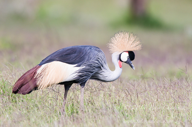 Amboseli Kenya Safari