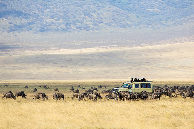 Tanzania Safaris