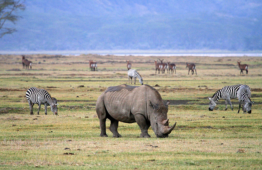 Tanzania Safari