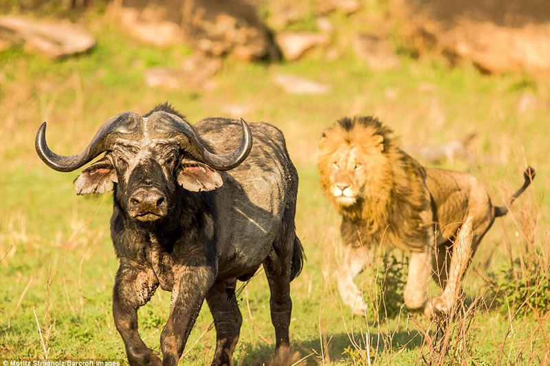 Kenya Safaris
