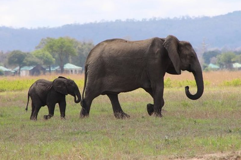 Tanazania Safari