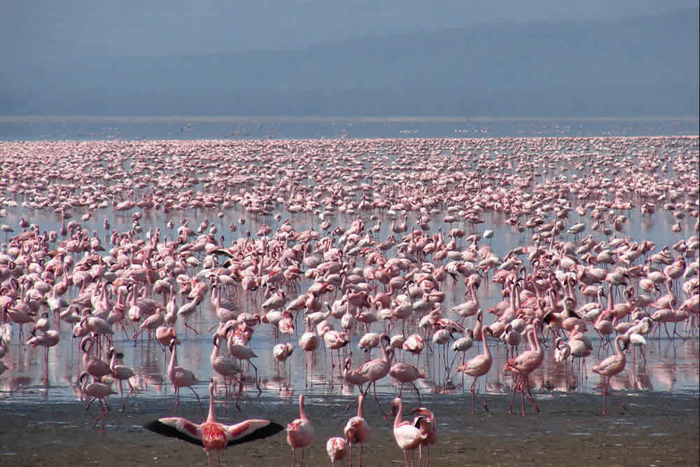 Samburu Kenya Safari