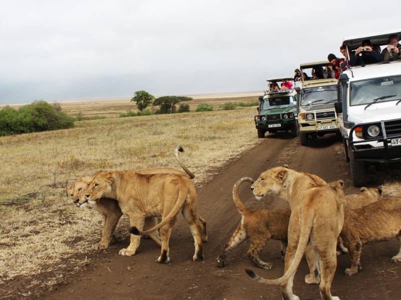 Tanzania Safari