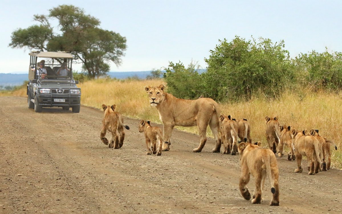 Tanzania Safari