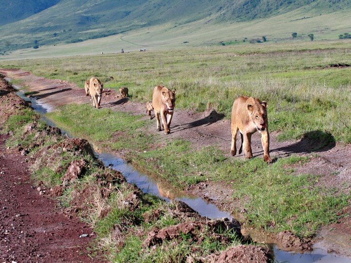 Tanzania Safari