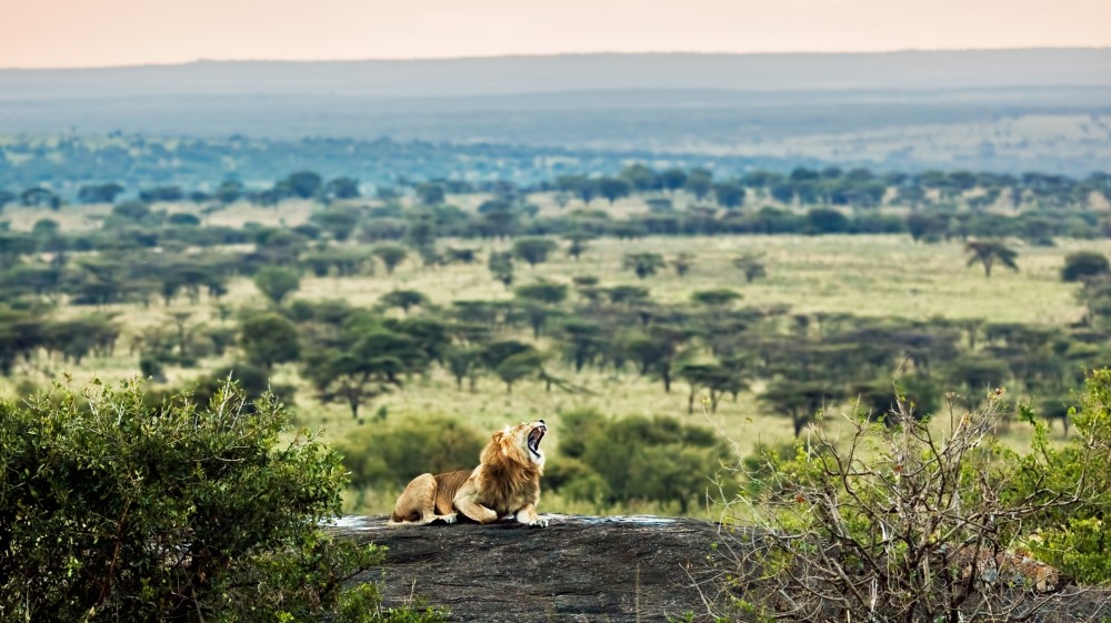 Tanzania Safari