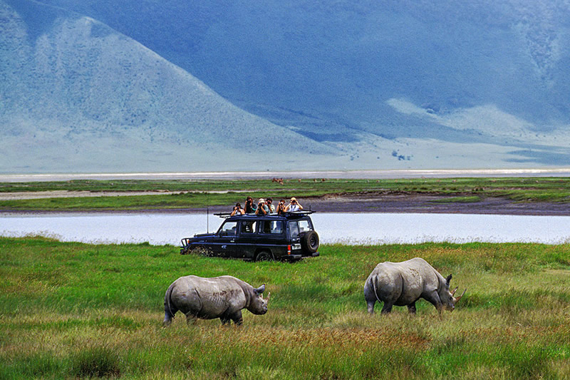 Tanzania Safaris