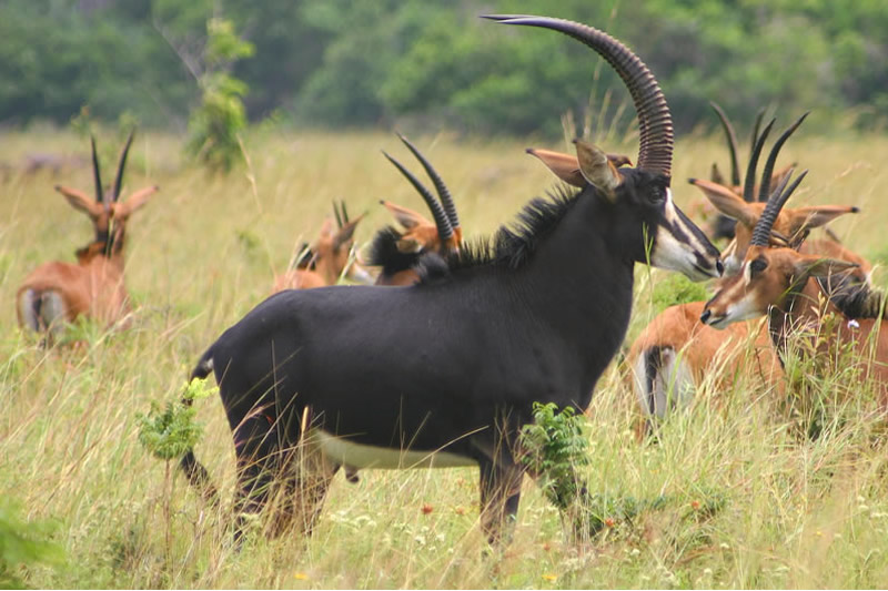 Tanazania Safari