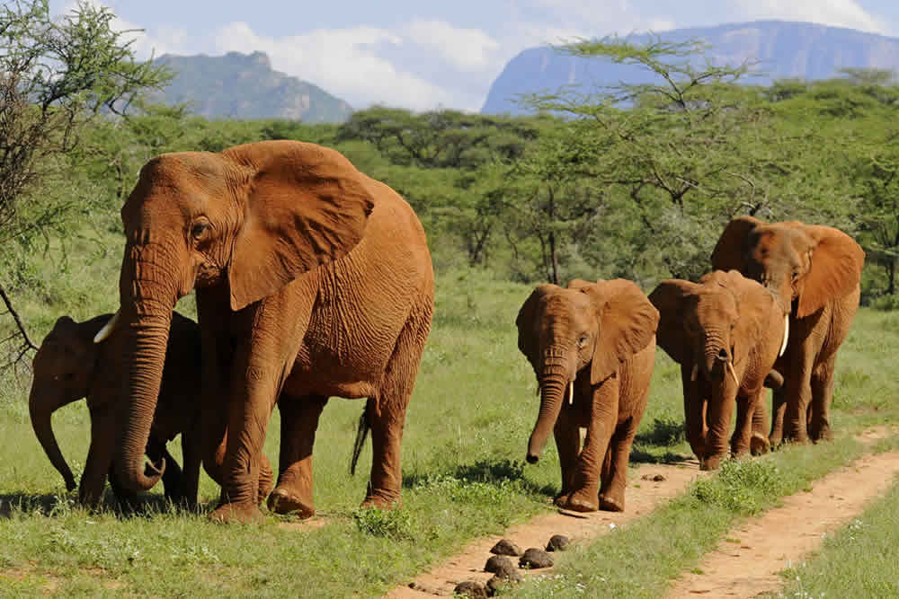 Samburu Kenya Safari