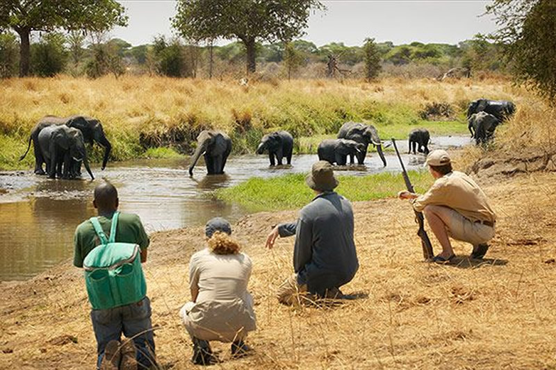 Tanzania Safaris