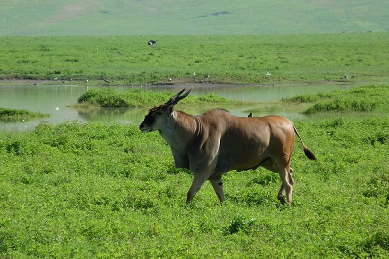 Tanazania Safari