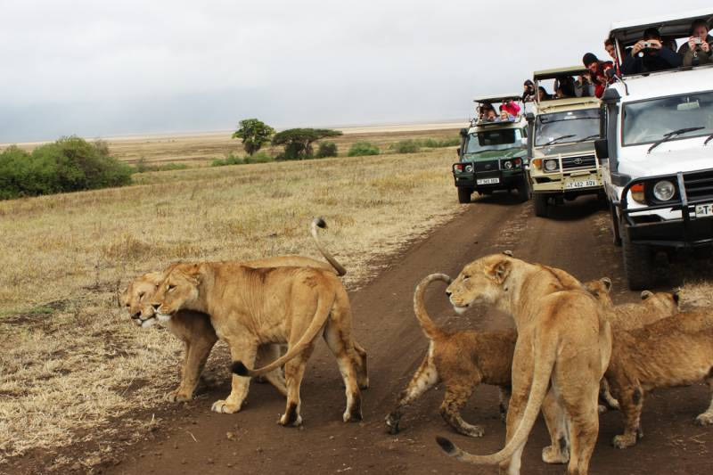 Tanazania Safari