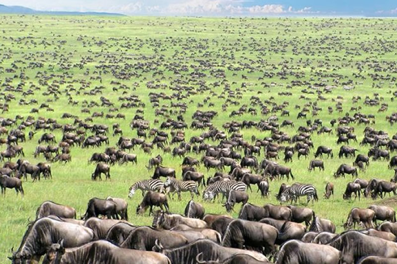 Tanzania Safaris