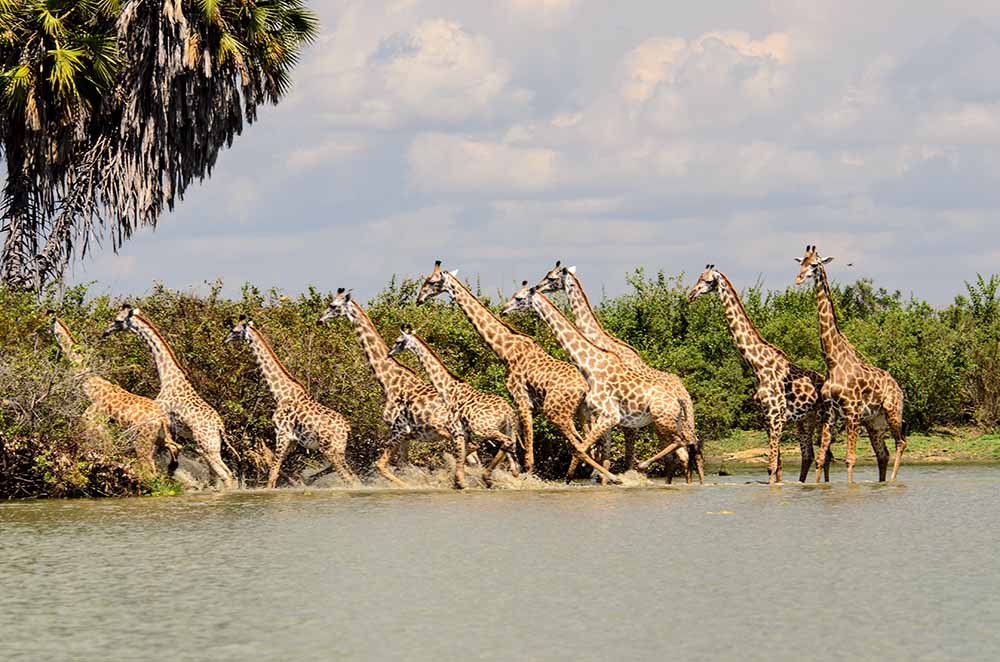 Amboseli Kenya Safari