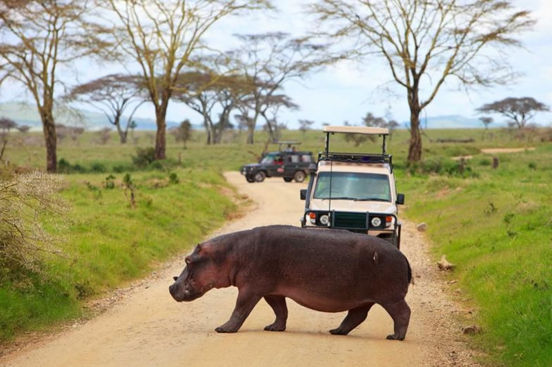 Tanazania Safari