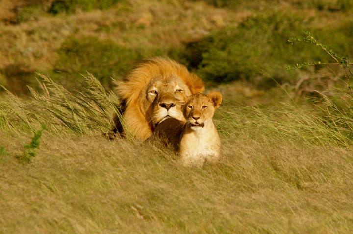 Tanzania Safari