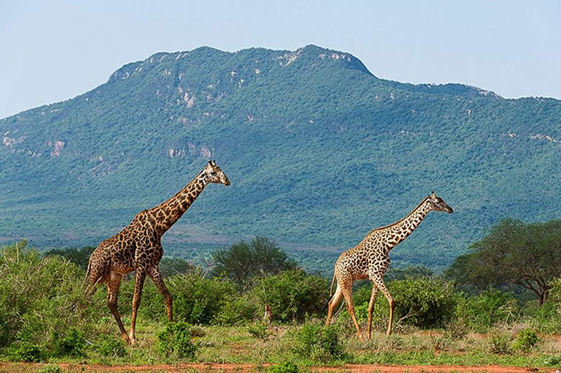 Kenya  & East Africa Safari